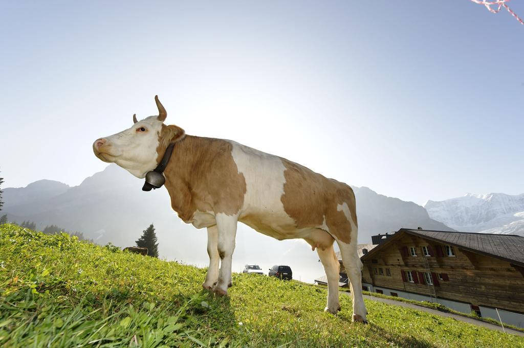 Alpinhotel Bort Grindelwald Dış mekan fotoğraf